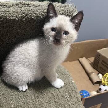 Venus -  Snowshoe Cat for Adoption in Wichita, Kansas - Venus | PetCurious