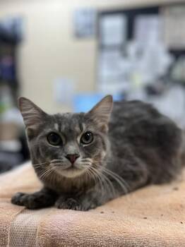 RITA -  Domestic Short Hair Cat for Adoption in Aliquippa, Pennsylvania - RITA | PetCurious