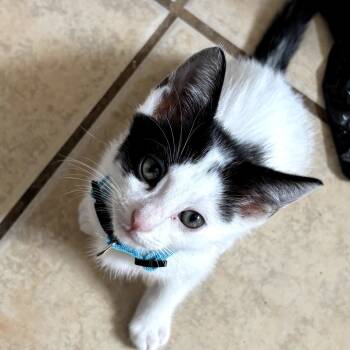 Rescue Domestic Short Hair Cats for Adoption in Long Beach, California - Basil | PetCurious