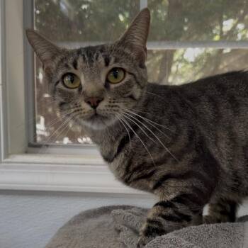 Callidora -  Domestic Short Hair Cat for Adoption in Fredericksburg, Virginia - Callidora | PetCurious