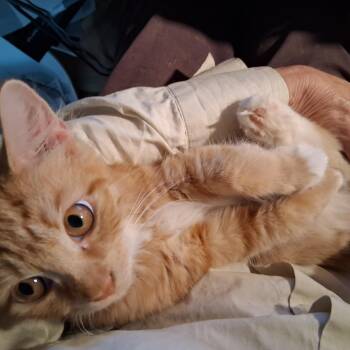 Juliette -  Domestic Medium Hair Cat for Adoption in Greensboro, North Carolina - Juliette | PetCurious