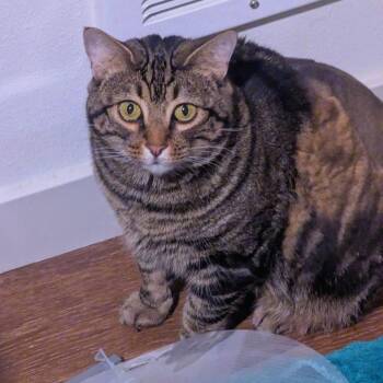 Ariadne -  Domestic Short Hair Cat for Adoption in Woodinville, Washington - Ariadne | PetCurious