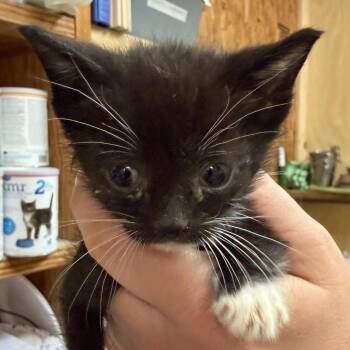 Cooper -  Domestic Short Hair Cat for Adoption in Blairsville, Georgia - Cooper | PetCurious