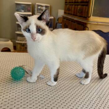 Hannah -  Snowshoe Cat for Adoption in Los Angeles, California - Hannah | PetCurious
