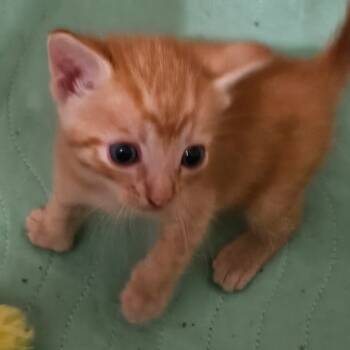 Rescue Domestic Short Hair Cats for Adoption in Missouri City, Texas - Baby #2 | PetCurious