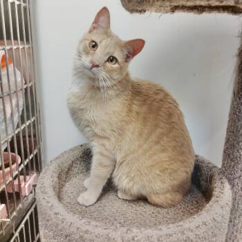 Tails (no tail - so cute) -  Domestic Short Hair Cat Available for Adoption in York, South Carolina - Tails (no Tail - So Cute) | PetCurious