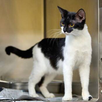 Dahlia -  Domestic Short Hair Cat for Adoption in Memphis, Tennessee - Dahlia | PetCurious