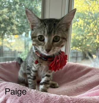 Paige -  Tabby Cat for Adoption in Oakley, California - Paige | PetCurious