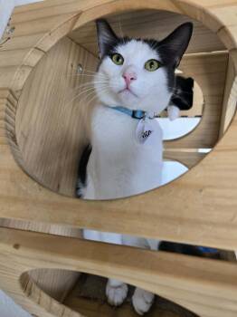 Nico -  Domestic Short Hair Cat for Adoption in Tucson, Arizona - Nico | PetCurious
