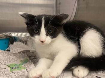 MOUSE -  Domestic Short Hair Cat for Adoption in Tustin, California - MOUSE | PetCurious
