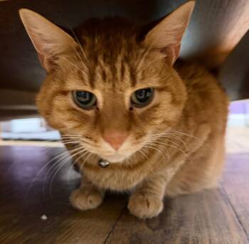 Clark -  Domestic Short Hair Cat for Adoption in Cambridge, Maryland - Clark | PetCurious