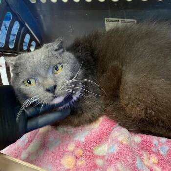 Domestic Short Hair Cats Available for Adoption in Memphis, Tennessee - Toga | PetCurious
