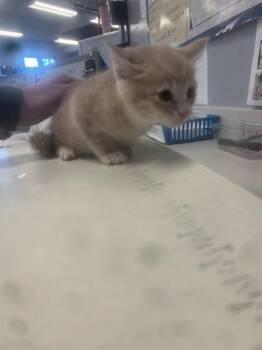 Domestic Short Hair Cats Available for Adoption in San Jose, California - A1406049 | PetCurious