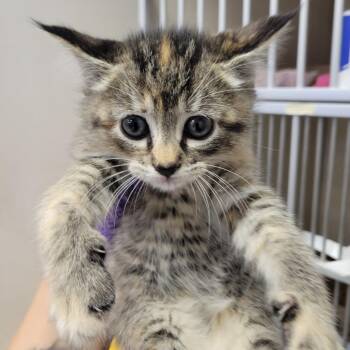 Celestial -  Domestic Short Hair Cat for Adoption in Westminster, California - Celestial | PetCurious