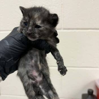 Begonia -  Domestic Short Hair Cat for Adoption in Reno, Nevada - Begonia | PetCurious