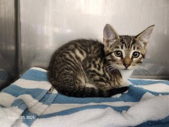 ELLE* -  Domestic Short Hair Cat for Adoption in Santa Cruz, California - ELLE* | PetCurious