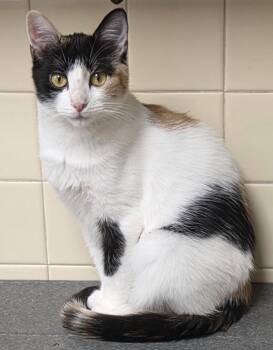 Discord -  Domestic Short Hair Cat for Adoption in Olean, New York - Discord | PetCurious