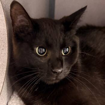 Baby kitty -  Domestic Short Hair Cat for Adoption in Evansville, Indiana - Baby Kitty | PetCurious