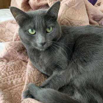 Lafayette -  Domestic Short Hair Cat for Adoption in Riverside, California - Lafayette | PetCurious