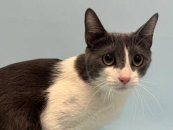 Queenie -  Domestic Short Hair Cat for Adoption in Minneapolis, Minnesota - Queenie | PetCurious
