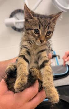 Biscotti -  Domestic Short Hair Cat for Adoption in Defiance, Ohio - Biscotti | PetCurious