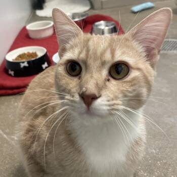 Old Bay -  Domestic Short Hair Cat for Adoption in York, Pennsylvania - Old Bay | PetCurious