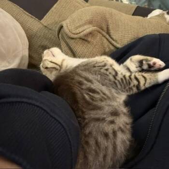 Blossom -  Domestic Short Hair Cat for Adoption in Pleasanton, California - Blossom | PetCurious