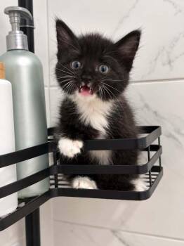 Anchovy -  Domestic Medium Hair Cat for Adoption in Deltona, Florida - Anchovy | PetCurious