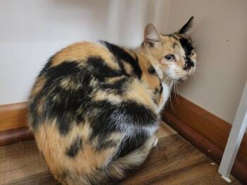 Noelle -  Domestic Short Hair Cat for Adoption in Lorain, Ohio - Noelle | PetCurious