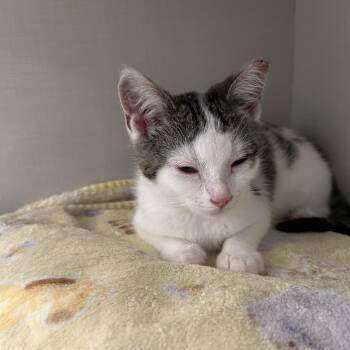 Fiji -  Domestic Short Hair Cat for Adoption in Middletown, New York - Fiji | PetCurious