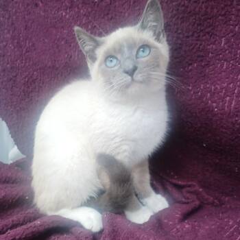 Katana -  Siamese Cat for Adoption in New Tazewell, Tennessee - Katana | PetCurious