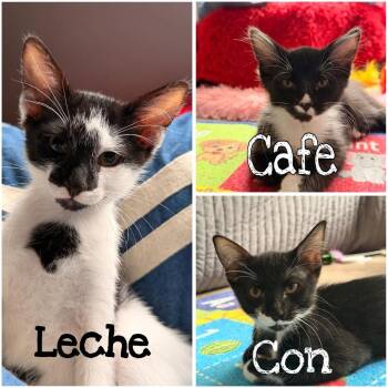 Con -  Domestic Short Hair Cat for Adoption in Lutz, Florida - Con | PetCurious