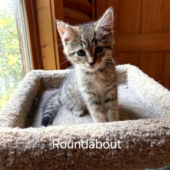 Roundabout -  Domestic Short Hair Cat for Adoption in Fredericksburg, Virginia - Roundabout | PetCurious
