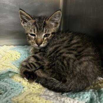 Calcifer -  Domestic Short Hair Cat for Adoption in Chattanooga, Tennessee - Calcifer | PetCurious