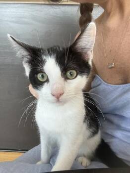 Rescue Domestic Short Hair Cats for Adoption in New York, New York - Agate | PetCurious