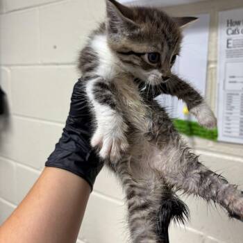 Stray - Maple St 4 -  Domestic Short Hair Cat for Adoption in Roxboro, North Carolina - Stray - Maple St 4 | PetCurious