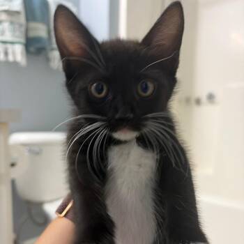 Minnie -  Domestic Short Hair Cat for Adoption in NEW PT RICHEY, Florida - Minnie | PetCurious