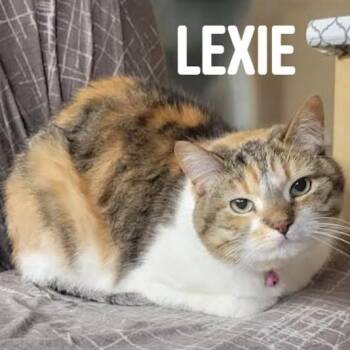 Domestic Short Hair Cats Available for Adoption - Lexie C11150 | PetCurious