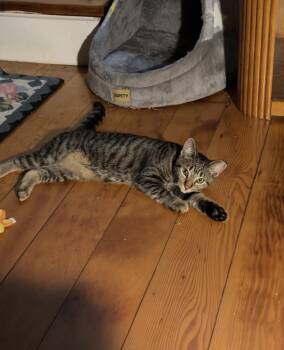 Emma -  Domestic Short Hair Cat for Adoption in Troy, Michigan - Emma | PetCurious