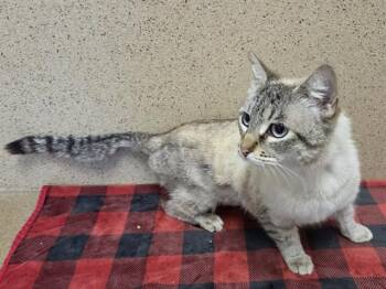 Siamese Cats Available for Adoption in Sacramento, California - ELSA | PetCurious