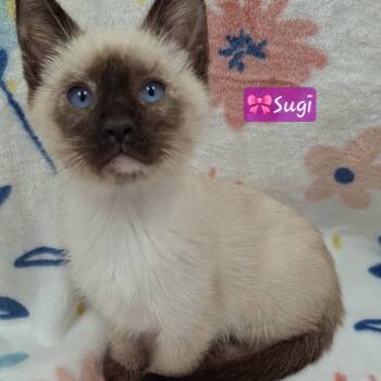 Adoption Event, Saturday 6/20 -  Siamese and Russian Blue Cat for Adoption in Yorba Linda, California - Adoption Event, Saturday 6/20 | PetCurious