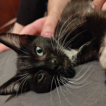 Thresher -  Domestic Short Hair Cat for Adoption in Portland, Oregon - Thresher | PetCurious