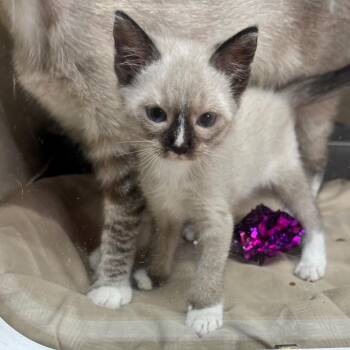 Italy -  Siamese Cat for Adoption in Hinesville, Georgia - Italy | PetCurious