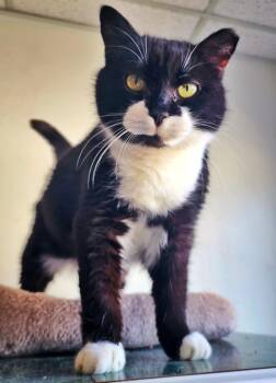 Domestic Short Hair Cats Available for Adoption - Queenie | PetCurious