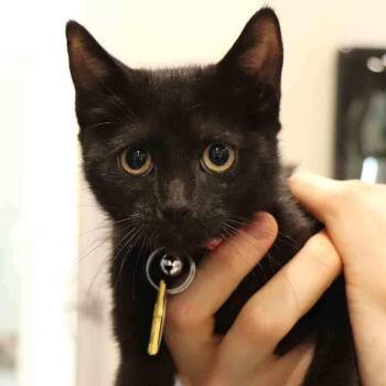 Sylvie -  Domestic Short Hair Cat for Adoption in Port Washington, New York - Sylvie | PetCurious