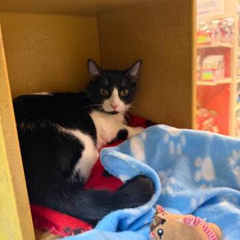 Delaw -  Domestic Short Hair Cat for Adoption in San Antonio, Texas - Delaw | PetCurious