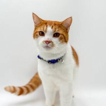 Fish Stick -  Domestic Short Hair Cat for Adoption in Bowling Green, Kentucky - Fish Stick | PetCurious