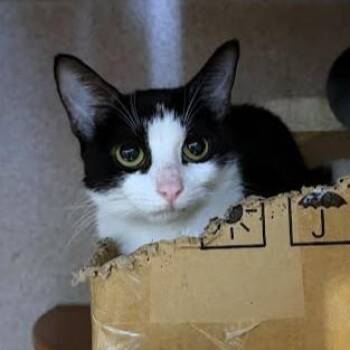 Venus -  Domestic Short Hair Cat for Adoption - Venus | PetCurious