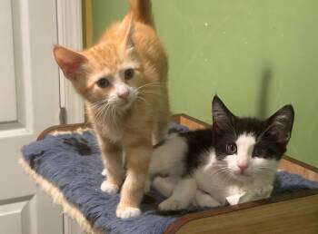 Rescue Domestic Short Hair Cats for Adoption in Clayton, New Jersey - Pepe And Simba | PetCurious