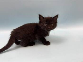 Almo -  Domestic Short Hair Cat for Adoption in Woodbury, Minnesota - Almo | PetCurious